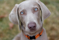 Weimaraner