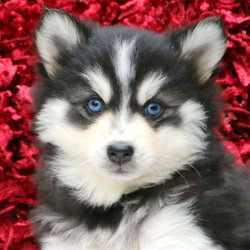 Karla/Pomsky/Female/7 Weeks,Meet Karla, a gorgeous Pomsky puppy with a soft and fluffy coat. This friendly gal is vet checked, up to date on shots and wormer, plus comes with a health guarantee provided by the breeder. To find out how you can welcome Karla into your heart and home, please contact the breeder today!