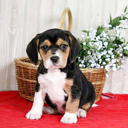 Julia/Beagle/Female/10 Weeks,Let me introduce you Julia, a friendly Beagle puppy that loves to be near you. This lovely little lady has been family raised with children and can be registered with the AKC. Julia is vet checked, up to date on vaccinations and comes with a health guarantee provided by the breeder. If you are interested in welcoming this delightful pup into your family, contact the breeder today!