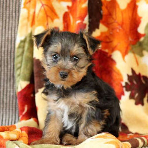 Chance/Yorkshire Terrier/Male/16 Weeks Chance/Yorkshire Terrier/Male/16 Weeks,Chance is an adorable Yorkshire Terrier puppy that is full of spirit and will put a smile on your face! This social little fellow is raised with children. Poppy will win your heart in a second! He is vet checked, up to date on shots and wormer plus he can be ACA registered and comes with a health guarantee provided by the breeder! To learn more about this peppy pup, please contact the breeder today!