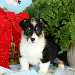 Zander/Pembroke Welsh Corgi/Male/17 Weeks,Meet Zander, an adorable Pembroke Welsh Corgi puppy who is being family raised with children. This adventurous little pup is vet checked, up to date on shots and wormer, plus comes with a 30 day health guarantee provided by the breeder. Zander can be registered with the ACA and he loves to explore! If you would like to welcome him into your family, contact the breeder today!