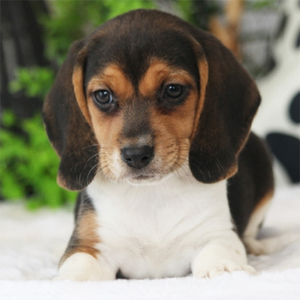 Flora/Beagle/Female/7 Weeks Adopt a dog:Flora/Beagle/Female/7 Weeks,Sweet little Flora is a princess and she knows it! She is already known here for her good looks and knows that she will be a hit with your friends and family. People will not be able to help but stop and stare when they see you out and about together. On top of being a gorgeous puppy, her personality will be sure to draw you in. She is sweet and kind with just the perfect hint of playfulness. Add this regal girl to your home today. Her fairy tale dream is waiting to start and she wants you to be by her side for it all.