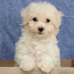Kinsley/Bichon Frise/Male/15 Weeks,Kinsley is a bouncy little Bichon Frise puppy who is sure to melt your heart. This fluffy fella is vet checked and up to date on shots and wormer. He can be registered with the ACA, plus comes with a health guarantee provided by the breeder. Kinsley is very spunky and is ready to join in all of your family fun. To learn more about this cutie, please contact the breeder today!
