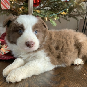 Rudolph/Border Collie/Male/6 Weeks Adopt a dog:Rudolph/Border Collie/Male/6 Weeks,Meet Rudolph! This gorgeous boy is ready to make you his new best friend. Rudolph is full of energy and spunk, and can't wait to come home to you for belly rubs. He's always ready to play and hopes you are too! He will be up to date on his vaccinations and pre-spoiled before coming to his new home. Make Rudolph part of your family today; you'll be glad you did!