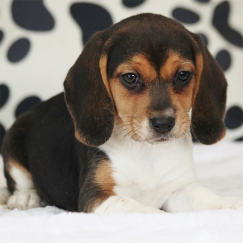 Flora/Beagle/Female/7 Weeks Adopt a dog:Flora/Beagle/Female/7 Weeks,Sweet little Flora is a princess and she knows it! She is already known here for her good looks and knows that she will be a hit with your friends and family. People will not be able to help but stop and stare when they see you out and about together. On top of being a gorgeous puppy, her personality will be sure to draw you in. She is sweet and kind with just the perfect hint of playfulness. Add this regal girl to your home today. Her fairy tale dream is waiting to start and she wants you to be by her side for it all.