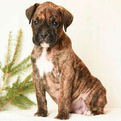 Tonka/Boxer/Male/7 Weeks,Tonka is an attractive Boxer puppy with a charming personality. This peppy guy is vet checked and up to date on shots and wormer. He can be registered with the ACA, plus comes with a health guarantee provided by the breeder. Tonka is family raised with children and he loves to romp around and play. To learn more about this social pup, please contact the breeder today!