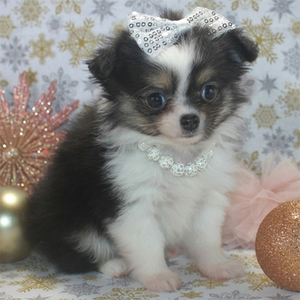 Harper/Chihuahua/Female/ 7 Weeks Adopt a dog:Harper/Chihuahua/Female/ 7 Weeks,This baby girl is sure to steal your heart! Meet Harper. She is a beautiful baby in the color of black, tan and white. Her coat is long and coming in nicely! She has a white ring around her neck that makes her flashy and even more pretty. Harper will be pre-spoiled and socialized and ready to shower you with puppy kisses. Harper is learning new things every day! She loves to run, play and explore the house! She is doing excellent with potty pad training. Harper will also be up to date on vaccinations before departure. Due to her small size, she will need to stay with us a little longer. She is well worth the wait so don't miss out on this precious baby girl!