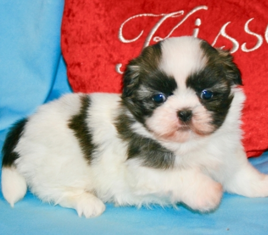 Benny/Shih Tzu/Male/7 Weeks Adopt a dog:Benny/Shih Tzu/Male/7 Weeks,You have searched far and wide for a puppy this amazing and it seems that your search has finally ended. Benny is the kind of puppy that you will only come across once in your lifetime, so you can't let the chance to take him home slip through your fingers. Benny is loving, sweet, smart, and if all of that doesn't convince you, then just look at his adorable face! Benny is ready to go, so make your home that much better by bringing him to yours today!