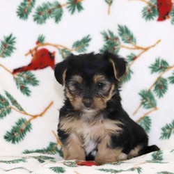 Hank/Yorkshire Terrier/Male/9 Weeks,Meet Hank, a friendly Yorkshire Terrier puppy who is socialized with children. This sweet boy is vet checked, up to date on shots and wormer, plus comes with a 30 day health guarantee provided by the breeder. Hank loves all the attention he can get and can’t stop wagging his tail when he sees you! If you would like to welcome him into your family, contact the breeder today!