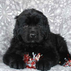 Snowball/Newfoundland/Female/9 Weeks,Check out Snowball! She is a beautiful Newfoundland puppy with a soft and fluffy coat. This friendly gal is vet checked and up to date on shots and wormer. She can be registered with the AKC, plus comes with a health guarantee provided by the breeder. Snowball has a bubbly personality and she loves to romp around and play. To learn more about this charming pup, please contact the breeder today!