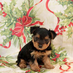 Tinsel/Yorkshire Terrier/Female/7 Weeks,Meet Tinsel, a cute Yorkshire Terrier puppy who can be registered with the ACA. This adorable little girl is vet checked, up to date on shots and dewormer, plus comes with a 30 day health guarantee provided by the breeder. Tinsel was born and raised in the house along with her mother, the Petersheims family pet. If you are interested in welcoming her into your heart and home, contact the breeder today!