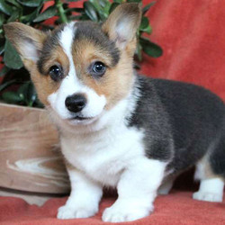 Domino/Pembroke Welsh Corgi/Male/11 Weeks,Here comes Domino! This lovable Pembroke Welsh Corgi puppy will just steal your heart! He is vet checked and up to date on shots and wormer plus the breeder provides a health guarantee for Domino. He can also be registered with the ACA. To learn more, please contact the breeder today!