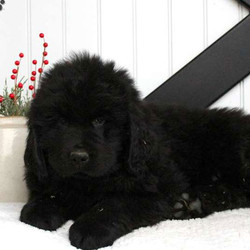 Toby/Newfoundland/Male/8 Weeks,Toby is a friendly Newfoundland puppy with a friendly nature. This handsome guy is vet checked and up to date on shots and wormer. He can be registered with the AKC and comes with a health guarantee provided by the breeder. Toby is has a kind spirit and lovable personality. To learn more about this wonderful pup, please contact the breeder today!