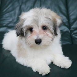 Toddy/Coton de Tulear/Male/24 Weeks,Toddy is ready to fill that empty spot in your family and become your best friend. He adores playing with his puppy pals, but is never too busy to stop to give you kisses. He has a gorgeous coat and sweetest expression; he is sure to make all of your neighbors jealous. He is up to date on vaccinations, vet exams, and is even microchipped! Give us a call to make sure this cutie is yours!