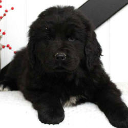 Tasha/Newfoundland/Female/14 Weeks,Tasha is a friendly Newfoundland puppy with a friendly nature. This beautiful gal is vet checked and up to date on shots and wormer. She can be registered with the AKC and comes with a health guarantee provided by the breeder. Tasha is has a kind spirit and lovable personality. To learn more about this wonderful pup, please contact the breeder today!