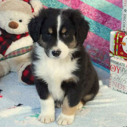 Arnold/Australian Shepherd/Male/16 Weeks,Arnold is a well socialized Australian Shepherd puppy that loves to cuddle. This darling pup is vet checked, up to date on shots and wormer comes with a health guarantee provided by the breeder. Arnold is family raised with children and would make a great addition to anyone’s family. If you would like to give this wonderful puppy a forever home, please contact the breeder today!