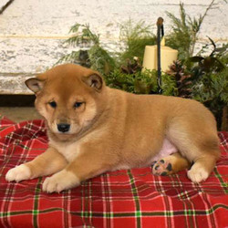 Gracie/Shiba Inu/Female/15 Weeks,Here comes Gracie, a playful Shiba Inu puppy ready to give you lots of puppy kisses! This pretty pup will be vet checked, up to date on shots and wormer, plus comes with a health guarantee provided by the breeder. Gracie is family raised with children and would make a playful addition to anyone’s family. To find out more about this soft pup, please contact Levi today!