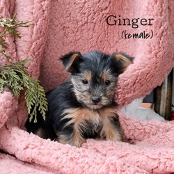 Ginger/Yorkshire Terrier/Female/9 Weeks,Say hello to Ginger, a fun loving Yorkshire Terrier puppy ready to be your new best friend! This kind pup is vet checked and up to date on shots and wormer. Ginger can be registered with the ACA and comes with a health guarantee provided by the breeder. This adorable pup is family raised with children and would make a wonderful addition to anyone’s family. To find out more about Ginger, please contact Dorothy today!