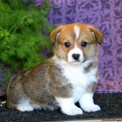 Gavin/Pembroke Welsh Corgi/Male/16 Weeks,This little cutie is Gavin! He is an adorable Pembroke Welsh Corgi puppy with a gentle nature. This sweet guy is vet checked and up to date on shots and wormer. He can be registered with the ACA, plus comes with a health guarantee provided by the breeder. To learn more about Gavin and all of his amazing qualities, please contact the breeder today!