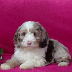 Candy/Cockapoo/Female/10 Weeks,Candy is a sharp looking Cockapoo puppy that can’t wait to spoil you with love. This curly cutie is one of a kind and can’t wait to meet you! Candy is vet checked and up to date on shots and wormer. She also comes with a health guarantee provided by the breeder. To welcome this perfect pooch into your home, please contact Jacob today.