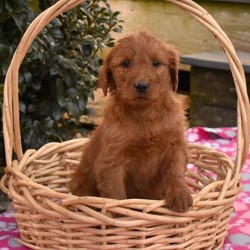 Zola/Goldendoodle/Female/12 Weeks,Meet Zola, a playful Standard Goldendoodle puppy. This jolly pup is vet checked, up to date on shots and wormer plus he comes with a health guarantee provided by the breeder. to arrange a visit with Zola and learn more about this pup, call the breeder today!