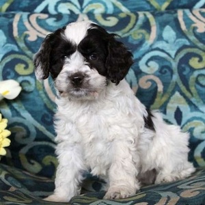 Pearl/Cockapoo/Female/14 Weeks Pearl/Cockapoo/Female/14 Weeks,Pearl is a lovable Cockapoo puppy who is quite playful. She is vet checked, up to date on shots and wormer, plus comes with a health guarantee provided by the breeder. Pearl is being family raised with children. To find out how you can welcome her into your heart and home, please contact the breeder today!
