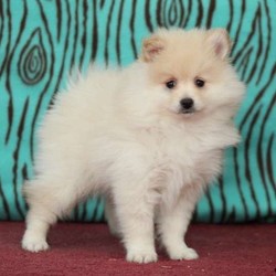 Teddy/Pomeranian/Male/10 Weeks,This adorable Pomeranian puppy is vet checked and has a health guarantee through the breeder. Plus, he can be ACA registered and is up to date on immunizations and wormer. Teddy is very fluffy and loads of fun. He is waiting for a new family to love on him! Are you interested in this sweet pup? Please give the breeder a phone call to find out more information!