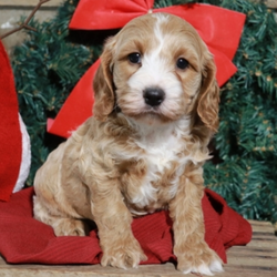 Conner/Cockapoo/Male/16 Weeks,“Hello! My name is Conner, and I’m super excited to meet you! I can’t wait to join your family and go on adventures with you. I love to play and I’m well socialized. I also like to snuggle up next to you for a quiet nap, especially on those rainy days. I come up to date on vaccinations and vet checked, so I will be healthy, happy, and ready to come to my fur-ever home! So, go ahead and pick me for a lifetime of puppy kisses and love. Don’t wait!”