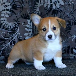 Karla/Pembroke Welsh Corgi/Female/13 Weeks,Everyone meet Karla! A sweet and adorable Pembroke Welsh Corgi puppy seeking her forever home! This cuddly gal is up to date on all shots, dewormer and has been vet checked. Karla is well socialized and cherished dearly. She also comes with a 1 year genetic health guarantee provided by the breeder. If interested, please contact Sarah today!