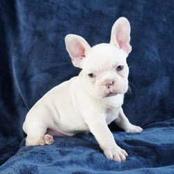 Ajax/French Bulldog/Male/14 Weeks,Ajax is a cute French Bulldog puppy that is ready to find his forever home! This wonderful pup is vet checked, and is up to date on shots and wormer. Ajax can be registered with the AKC and the breeder provides a health guaratee. To find out how you can welcome home this family raised pup, please contact the breeder today!