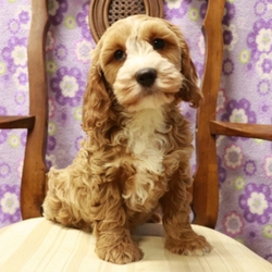 Conner/Cockapoo/Male/16 Weeks,“Hello! My name is Conner, and I’m super excited to meet you! I can’t wait to join your family and go on adventures with you. I love to play and I’m well socialized. I also like to snuggle up next to you for a quiet nap, especially on those rainy days. I come up to date on vaccinations and vet checked, so I will be healthy, happy, and ready to come to my fur-ever home! So, go ahead and pick me for a lifetime of puppy kisses and love. Don’t wait!”