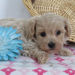 Mr. Muffin/Havapoo/Male/7 Weeks,“Are you looking for the best puppy ever? Well, you found me! My name is Mr. Muffin and I am the best! How do I know? Well, just look at me. Aren’t I adorable? Also, I come up to date on my vaccinations and vet checked from head to tail, so not only am I cute, but healthy too! I promise to be on my best behavior when I’m with my new family. I listen carefully and I’m well socialized. I’m just a bundle of joy to have around. So, hurry and pick me to show off what an excellent puppy you have!”