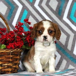 Everett/Cavalier King Charles Spaniel/Male/14 Weeks,Everett is an energetic Cavalier puppy with lots of spunk. This friendly guy is vet checked and up to date on shots and wormer. He can be registered with the AKC, plus comes with a health guarantee provided by the breeder. Everett is family raised with children and he loves to run and play. To learn more about this precious pup, please contact the breeder today!