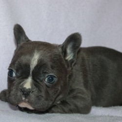 Teka/French Bulldog/Female/15 Weeks,Note from the breeder:This French bulldog puppy is a bit shy at first but very friendly and loves to cuddle! She has beautiful markings of gray on a white coat and lovely blue eyes!! She has been vet checked, and is up to date on all shots and deworming! If you would like to make this puppy one of your own, call, or text Jud @ (717) 437-2282 Can’t wait to hear from you!!!