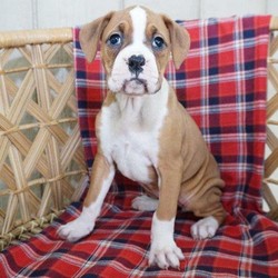 Gracia/Boxer/Female/15 Weeks,Meet Gracia, a cute Boxer puppy who loves to play! This sweet gal is vet checked, up to date on shots and dewormer, plus the breeder provides a health guarantee. Gracia can be registered with the AKC and she is well socialized. If you would like to learn more about this adorable pup and how you can bring her home, contact the breeder today!