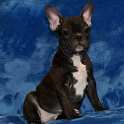 Torry/French Bulldog/Male/18 Weeks,Meet our little prince, Torry! He loves to wake up early and take long morning walks in the fresh air. Torry has his favorite toys and can play all day. He will make a great family companion and can’t wait to get home to you. Torry will have a complete nose to tail vet check and arrive up to date on his vaccinations. He’s ready to meet his new family! Hurry! Don’t let him pass you by!