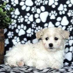 Baxter/Coton de Tulear/Male/17 Weeks,Baxteris an adventurous Coton de Tulear puppy that loves to be near you! This happy pup can be registered with the ACA and comes with a 30 day health guarantee provided by the breeder. He has also been vet checked, is up to date on shots and wormer and is being family raised around kids. To find out how you can welcome home this precious gem, please contact the breeder today!