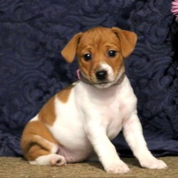 Peach/Jack Russell Terrier/Female/10 Weeks,Meet Peach, an adorable Jack Russell Terrier puppy who is being family raised and is well socialized. Peach’s mother is the Kauffman’s beloved family pet and available to meet. This pup is vet checked, up to date on shots and dewormer plus the breeder provides a health guarantee for Peach. To arrange a visit with this sweet little gem, contact the breeder today!
