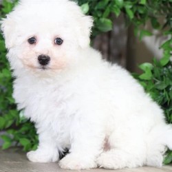 Bentley/Bichon Frise/Male/19 Weeks,Bentley is a beautiful and playful, AKC, Bichon Frise puppy. He is also sweet and lovable!! Bentley would love to go to town with you or go and play in the doggie park!! He is up-to-date on his shots and dewormings, comes with a one-year health warranty, and has been vet checked. Shipping is an additional $350 to anywhere in the US and Canada, or we can drive him to your house for a $1 a mile round trip!! Bentley may also be picked up at our home in Ohio. Visit our website www.littlepuppiesonline.com to see more puppies for sale or call us at 740-501-8774 or at 740-501-6746 with any questions.