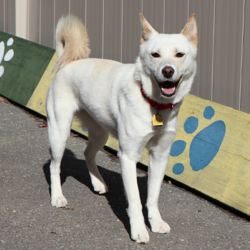 Adopt a dog:Radar/Mixed Breed/Female/Young,Radar is a young Jindo mix who recently arrived on a rescue transport from Shouth Korea. She was reserved when she first arrived, but has come out of her shell and revealed a super playful dog. Radar would love a fully fenced in yard so she can run around and get some exercise. She develops bonds quickly and then is comfortable seeking affection from people. Radar would do best in a quiet neighborhood, ina home with older children who can respect the time she needs to adjust to being in a new home.