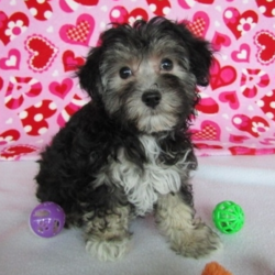 Poppy/Maltipoo/Female/15 Weeks,This is Poppy! Her mom is a beautiful Toy Poodle and her sire is a gorgeous Maltese! She’s just a doll. Her coat is soft to the touch. Just one look into those eyes and you’ll be in love. Poppy loves to be spoiled, and would love nothing more than to have a family she can call her own. She loves to run around and play, she will not leave you with any dull moments. Poppy will have a complete nose to tail vet check and arrive up to date on her puppy vaccinations. She’s ready to meet her new family! Hurry! Don’t let her pass you by!