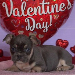 Sonny/French Bulldog/Male/9 Weeks,Sonny is a stunning French Bulldog puppy that can’t wait to spoil you with love! This happy pup loves to play and would be a great addition to any family. Sonny is vet checked, up to date on shots and wormer plus comes with a health guarantee provided by the breeder. He can also be registered with the ICA. To set up a play date with this cutie, please contact Emanuel today!