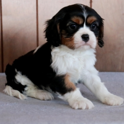Cody/Cavalier King Charles Spaniel/Male/13 Weeks,Look no further! You have found your new baby boy. Cody is exactly what you have been looking for, perfect in every way. He loves playing ball in the yard and is always up for movie-time. He is just waiting for that perfect family to make him theirs. Don’t miss out on this handsome baby boy. He will be sure to come home to you up to date on his puppy vaccinations and vet checks. What are you waiting for? Make this cuddle bug yours today.