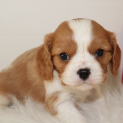 Samuel/Cavalier King Charles Spaniel/Male/11 Weeks,Hi, I'm Samuel! It's so nice to meet you! I've been waiting a long time for a wonderful family like yours. Will you bring me home? I sure hope so! We can cuddle, play fetch, and explore new things together. I don't mind bugs and mud pies are my favorite! I love to learn, and can't wait for you to teach me tricks! My vet says I'm super healthy and I'm up to date on my vaccinations. I hope to see you soon! Lots of puppy kisses, Samuel.