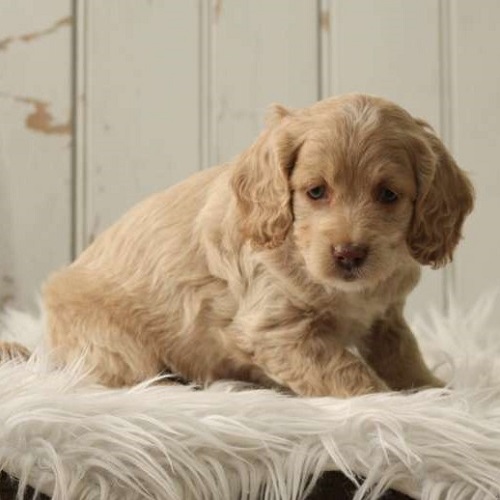 Marmalade/Cockapoo/Female/8 Weeks Marmalade/Cockapoo/Female/8 Weeks,Meet Marmalade, an alert and bright eyed Cockapoo puppy who is being family raised. This pup loves attention. She is vet checked, up to date on shots and wormer plus the breeder provides a health guarantee for Marmalade. To arrange a visit with this sweet gal, call the breeder today!