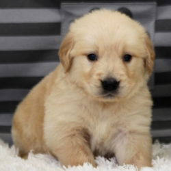 Joey/Golden Retriever/Male/7 Weeks,Stop right there, and look no further! Joey is the one you have been looking for. He will win your heart with his first puppy kiss. Joey is the perfect cuddle buddy. He is always ready to curl up and snuggle up right next to you. Joey will be sure to come home to you happy, healthy, and full of kisses just for you. He is very sweet and I'm sure you'll fall in love with him at first sight. He will come home to you up to date on vaccinations and pre-spoiled. Don't pass up on this baby because he can't wait to meet you!