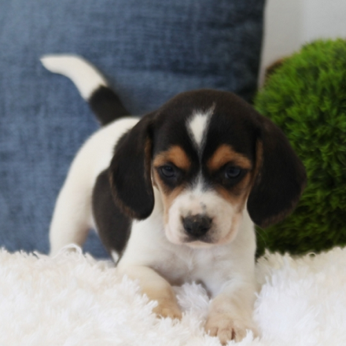 Iggy/Beagle/Female/6 Weeks Iggy/Beagle/Female/6 Weeks,Hi there; my name is Iggy. I am silly and sweet as can be, and I am sure that I will make that perfect addition to your loving family. My favorite things to do are giving kisses, napping, and of course being a great friend. I am a very happy puppy as you can tell. I know I will make you smile. I am looking forward to going to my new home. I will be sure to be up to date on my puppy vaccinations and vet checked from head to tail, so we can go on those long walks together. If you are looking for a puppy that will make you laugh and smile, then look no further. I am the best at making people smile.