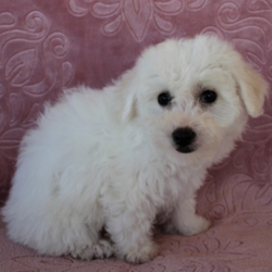 Sassy/Bichon Frise/Female/14 Weeks,We are pleased to introduce you to little miss Sassy. This sweet baby is on her way to becoming someone's dream come true. She is filled with energy and you will never have a dull moment with this gal. She is inquisitive and her affectionate nature is contagious. Sassy will arrive healthy, happy, and current on vaccinations and vet checks. This cutie promises to bring much joy to your home. Don't miss out on making her an awesome addition to your family.