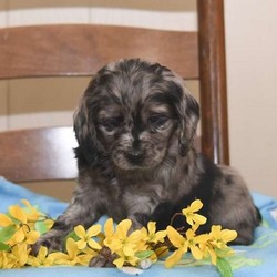 Lea/Cockapoo/Female/8 Weeks,Meet Lea, a Cockapoo puppy who is being family raised with children. This social pup is up to date on shots and wormer plus she comes with a health guarantee provided by the breeder. To arrange a visit and learn more about Lea, contact the breeder today!
