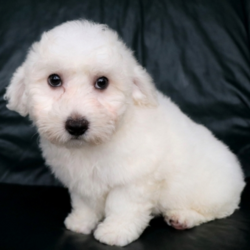 Toni/Bichon Frise/Male/15 Weeks,Toni is as handsome as they come! This boy has one stellar personality, and he knows how to win your heart in an instant! He is fun-loving, curious, and extremely affectionate. He is just an all-around great pup! Toni is up to date on vaccinations, vet exams, and is even microchipped! To make sure he has the best possible start, we will send him home with a potty training schedule, feeding chart, personalized guidebook, and many resources to help you along the way! Don't miss out on this guy, or you'll regret it!